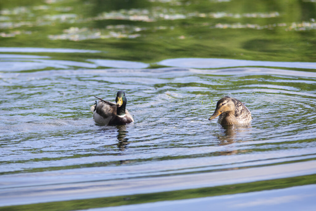 canards-1